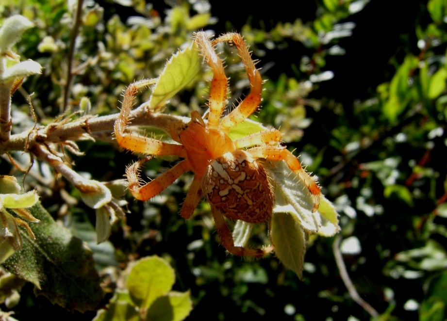 Araneus diadematus